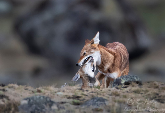 370 Ethiopian wolf with a cub (Canis simensis) - Bale Mountains NP Ethiopia