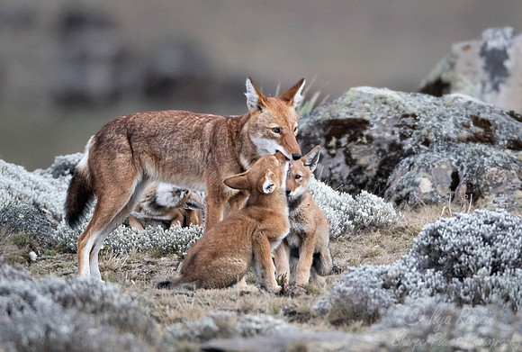 374 Ethiopian wolf with cubs (Canis simensis) - Bale Mountains NP Ethiopia