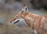 2020 Ethiopia Ethiopian wolves