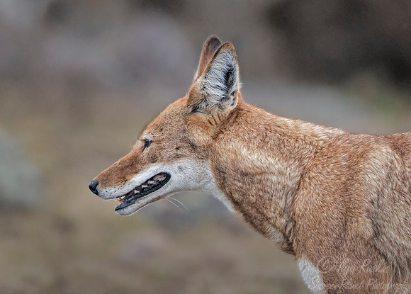 367 Ethiopian wolf (Canis simensis) - Bale Mountains NP Ethiopia