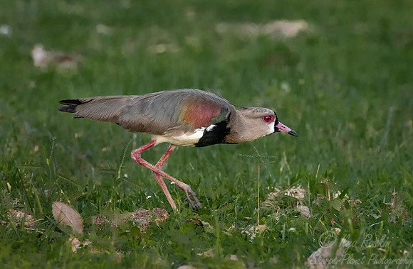 297 Southern Lapwing (Vanellus chilensis) - Pantanal Brazil