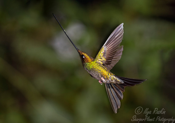 147 Sword-billed hummingbird (Ensifera ensifera) - Ecuador