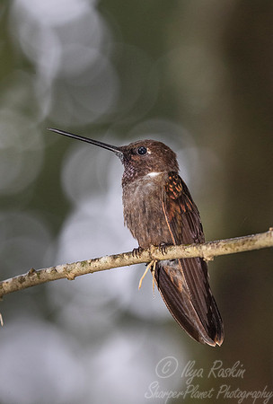 156 Brown inca (Coeligena wilsoni) - Ecuador