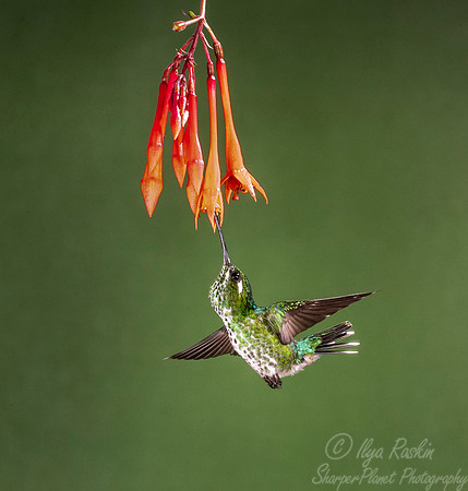 157 Purple-bibbed whitetip female (Urosticte benjamini) - Ecuador