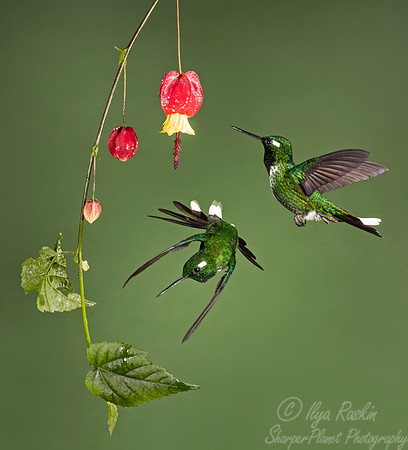 159 Purple-bibbed whitetip males (Urosticte benjamini) - Ecuador