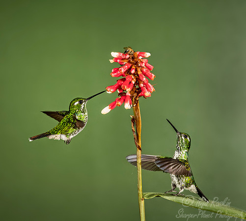 162 Purple-bibbed whitetip females (Urosticte benjamini) - Ecuador