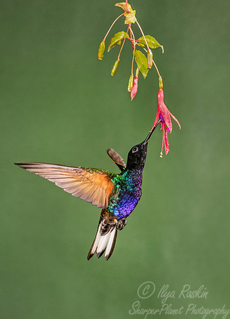 163 Velvet-purple coronet (Boissonneaua jardini) - Ecuador