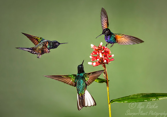 169 Velvet-purple coronets (Boissonneaua jardini) - Ecuador