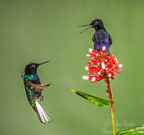 170 Velvet-purple coronets (Boissonneaua jardini) - Ecuador