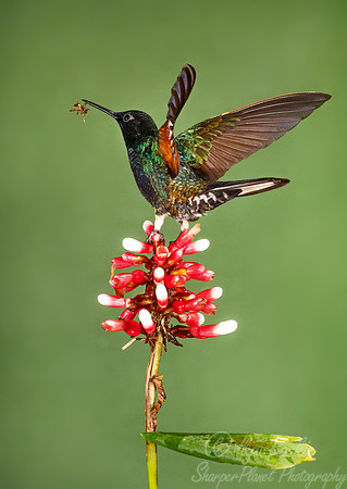 171 Velvet-purple coronet (Boissonneaua jardini) - Ecuador