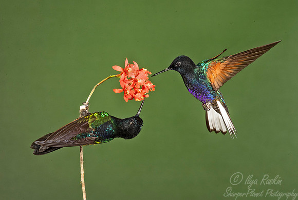 172 Velvet-purple coronet (Boissonneaua jardini) - Ecuador