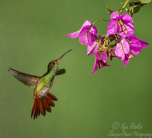 177 Rufous-tailed hummingbird (Amazilia tzacatl) - Ecuador