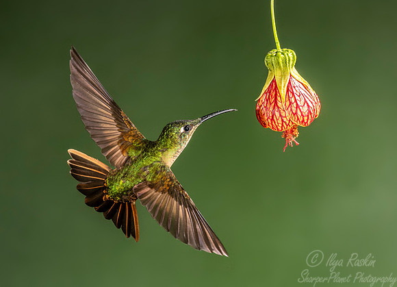 179 Fawn-breasted brilliant (Heliodoxa rubinoides) - Ecuador
