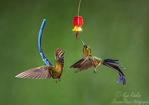 182 Violet-tailed sylphs (Aglaiocercus coelestis) - Ecuador
