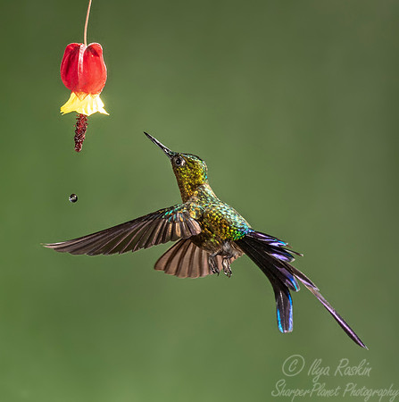 185 Violet-tailed sylph (Aglaiocercus coelestis) - Ecuador