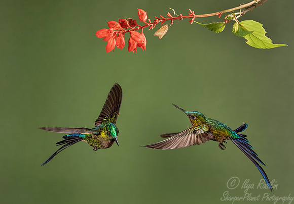 186 Violet-tailed sylphs (Aglaiocercus coelestis) - Ecuador