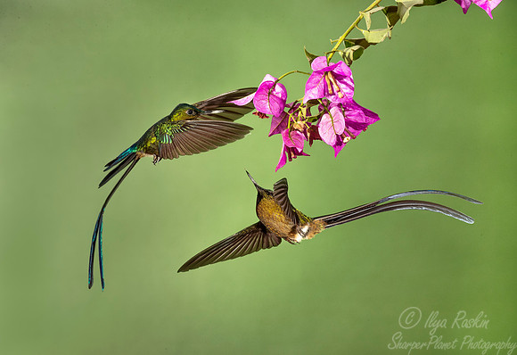 189 Violet-tailed sylphs (Aglaiocercus coelestis) - Ecuador