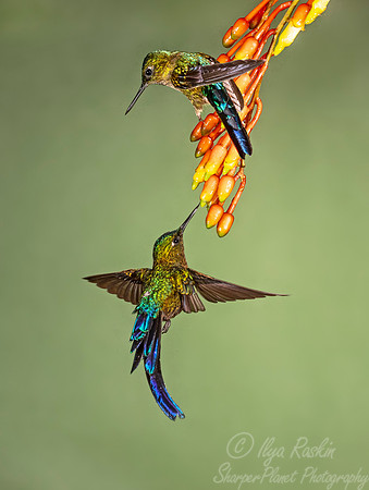 192 Violet-tailed sylphs (Aglaiocercus coelestis) - Ecuador