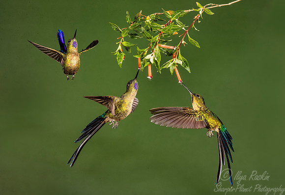 194 Violet-tailed sylphs (Aglaiocercus coelestis) - Ecuador