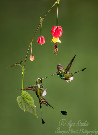 196 White-booted racket-tails males (Ocreatus underwoodii) - Ecuador