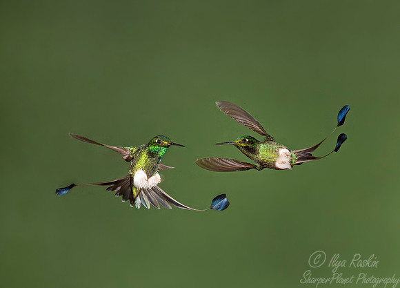 198 White-booted racket-tails males (Ocreatus underwoodii) - Ecuador