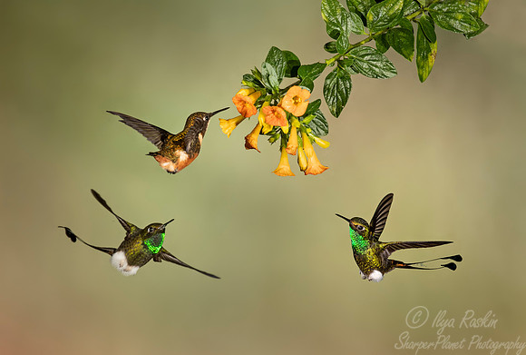 199 White-booted rocket-tail (Ocreatus underwoodii) and Purple-throated woodstar (Calliphlox mitchellii) - Ecuador