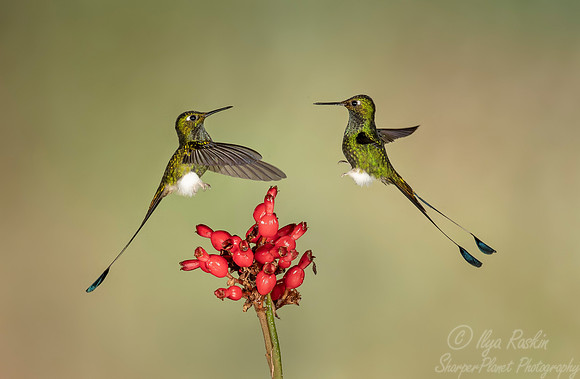 200 White-booted racket-tails males (Ocreatus underwoodii) - Ecuador