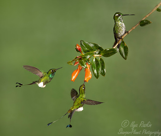 202 White-booted racket-tails (Ocreatus underwoodii) and Purple-bibbed whitetip male (Urosticte benjamini) - Ecuador