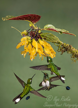 206 White-booted racket-tail (Ocreatus underwoodii) and Purple bibbed whitetip (Boissonneause jardini) - Ecuador