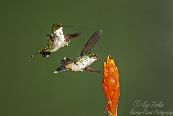 209 Purple-bibbed whitetip females (Urosticte benjamini) - Ecuador