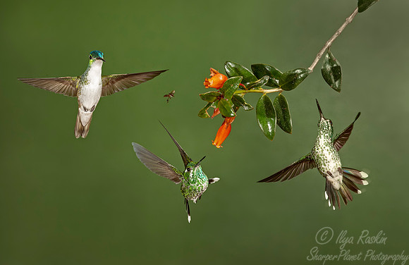 210 Andean emerald (Amazilia franciae), Purple-bibbed whitetip female (Urosticte benjamini- Ecuador