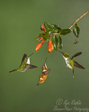 211 Purple-bibbed whitetip females (Urosticte benjamini) and Purple-throated woodstar (Calliphlox mitchellii) - Ecuador