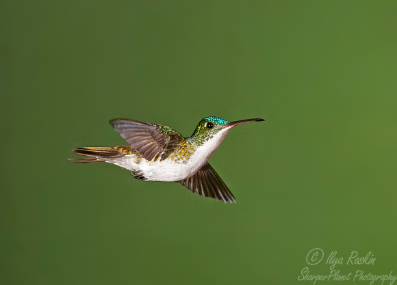 215 Andean emerald (Amazilia franciae) - Ecuador