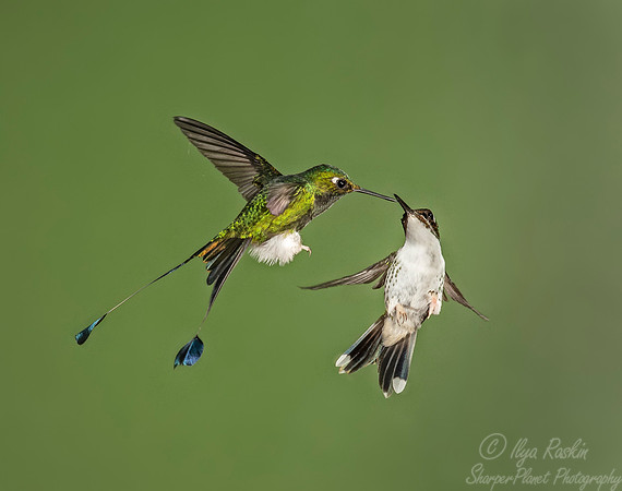 216 Whie-booted racket-tail (Ocreatus underwoodii) and Purple-bibbed whitetip (Urosticte benjamini) - Ecuador