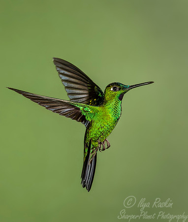 217 Green-crowned brilliant (Heliodoxa jacula) - Ecuador
