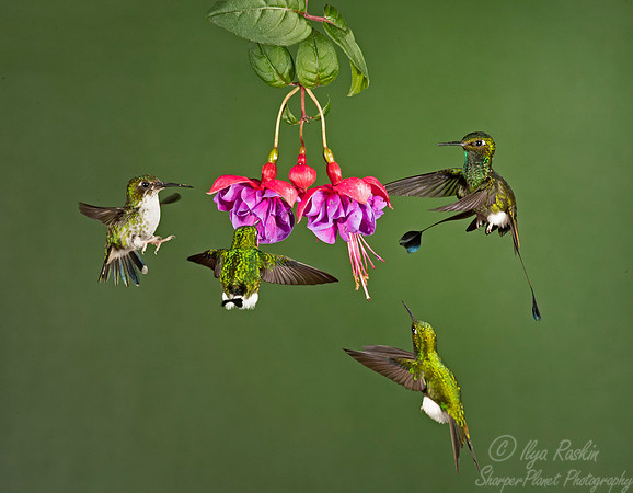 219 White-booted racket-tails (Ocreatus underwoodii) - Ecuador