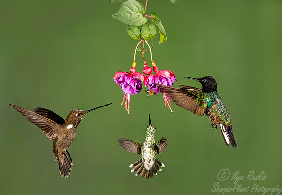 220 Velvet-purple coronet, Brown inca, Purple-bibbed whitetip - Ecuador