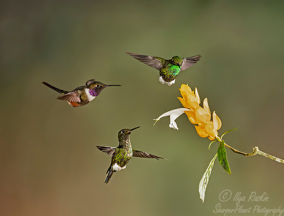 222 White-booted racket-tails and Purple-throated woodstar - Ecuador