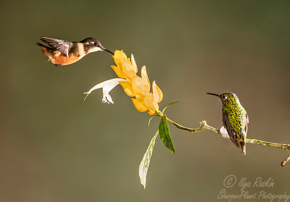 223 Purple-throated woodstar (Calliphlox mitchellii) and White-booted racket-tail female (Ocreatus underwoodii)- Ecuador