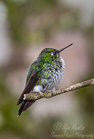 231 Purple-bibbed whitetip female (Urosticte benjamini) - Ecuador