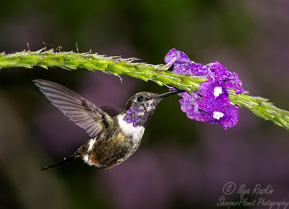 242 Purple-throated woodstar (Calliphlox mitchellii) - Ecuador