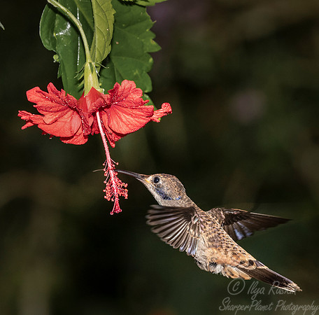 245 Brown violetear (Colibri delphinae) - Ecuador