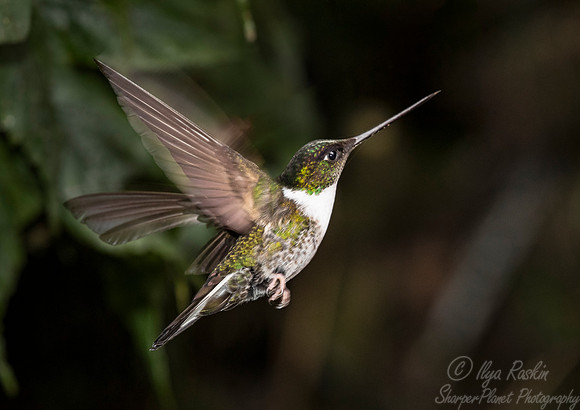 247 Collared inca female (Coeligena torquata) - Ecuador