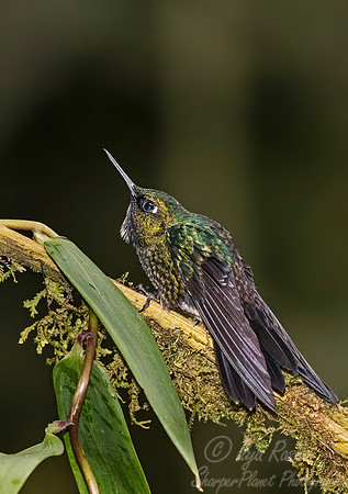 251 Tourmaline sunangel (Heliangelus exortis) - Ecuador