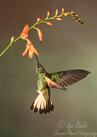 252 Buff-tailed coronet (Boissonneaua flavescens) - Ecuador