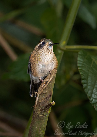 266 Speckled hummingbird (Adelomyia melanogenys) - Ecuador
