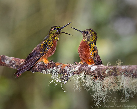 268 Chestnut-breasted coronets (Boissonneaua matthewsii) - Ecuador