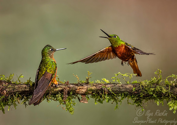 269 Chestnut-breasted coronets (Boissonneaua matthewsii) - Ecuador