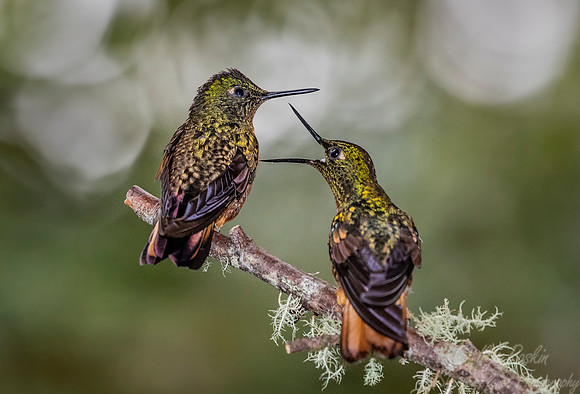 272 Chestnut-breasted coronets (Boissonneaua matthewsii) - Ecuador