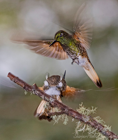 273 Buff-tailed coronets (Boissonneaua flavescens) - Ecuador